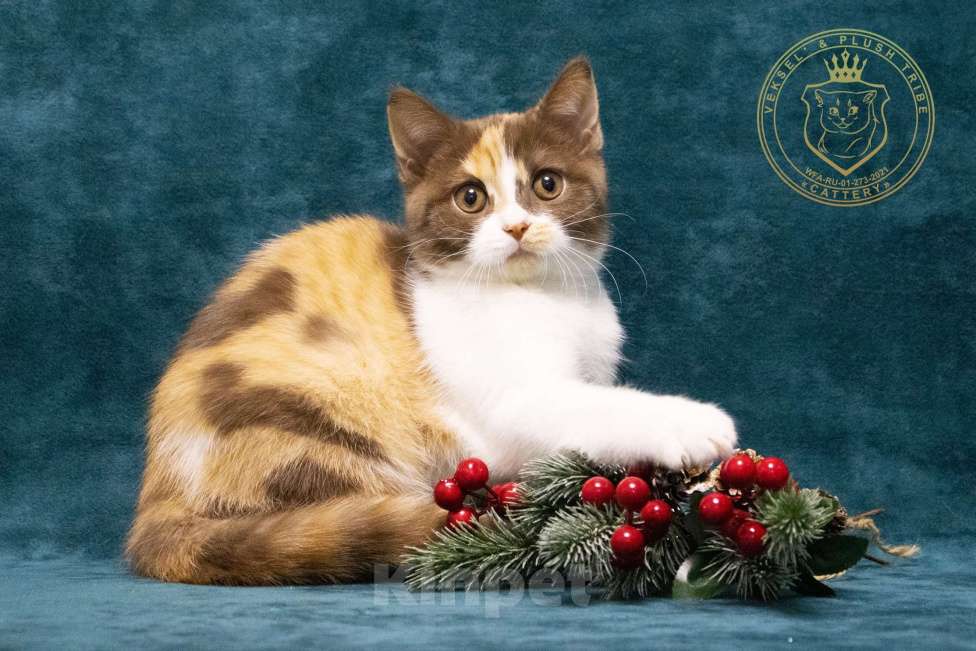 Кошки в Люберцах: Британский котенок Девочка, 50 000 руб. - фото 5