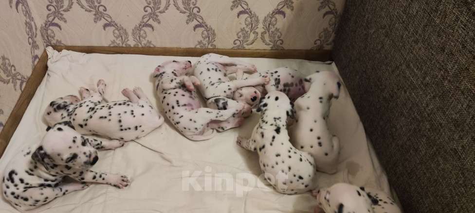 Собаки в Магнитогорске: Щенки Далматин Девочка, 10 000 руб. - фото 4
