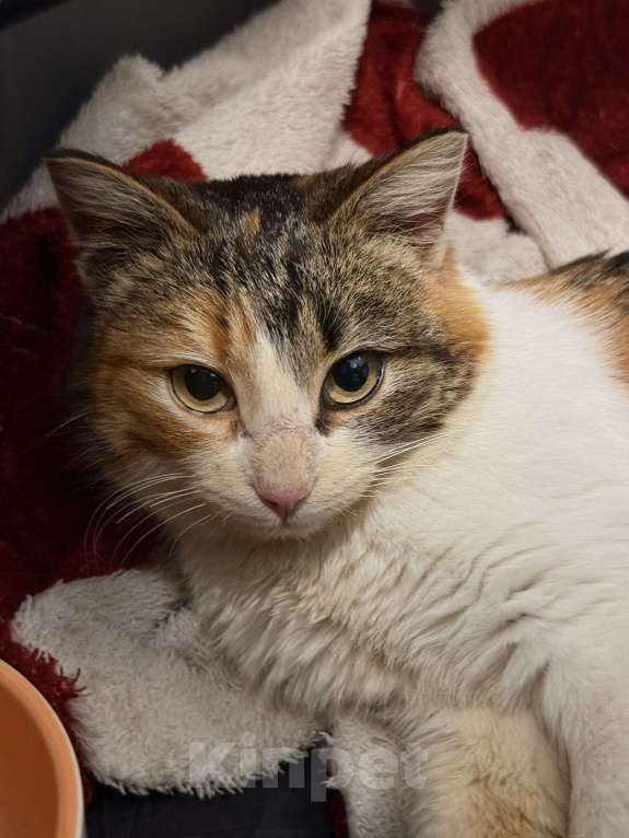 Кошки в Москве: ‼️Ирис ИЩЕТ ДОМ‼️МОСКВА И МО📣 Девочка, Бесплатно - фото 2