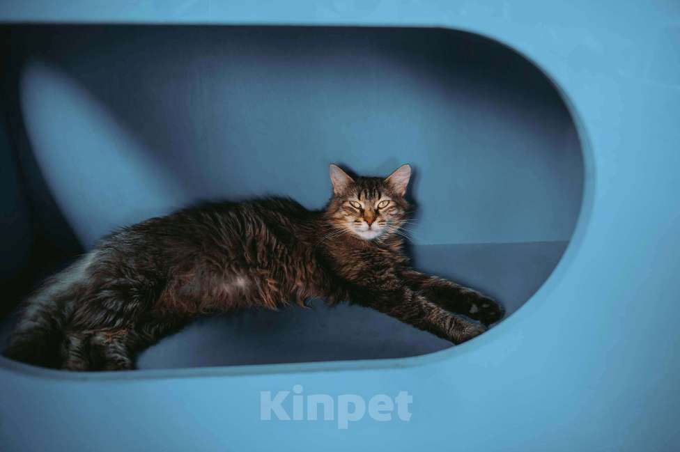 Кошки в других городах Московской области: Пастила украсит вашу жизнь! Девочка, Бесплатно - фото 2