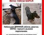 Собаки в Самаре: Потерялась собака Девочка, 10 000 руб. - фото 1