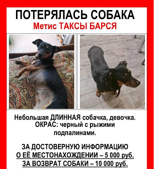 Объявление: Потерялась собака, 10 000 руб., Самара