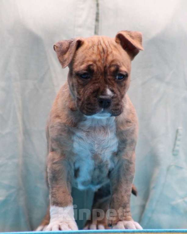 Собаки в Оренбурге: Unigo N.E.V. Urusvati Девочка, 100 000 руб. - фото 3