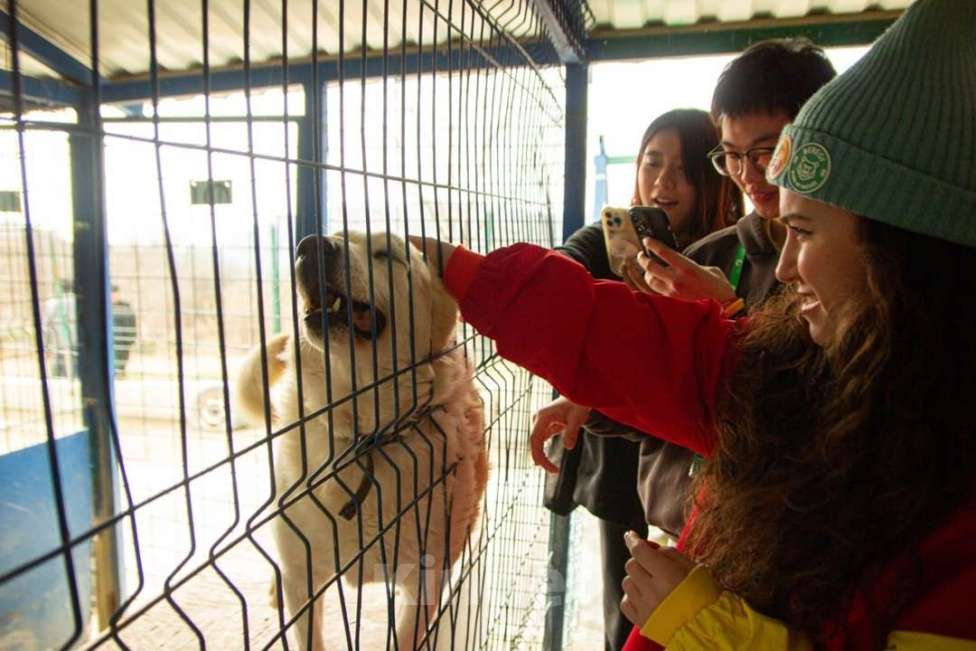 Собаки в других городах Краснодарского края: Метис Пхунсан по версии Яндекс в дар возможна доставка Мальчик, Бесплатно - фото 9
