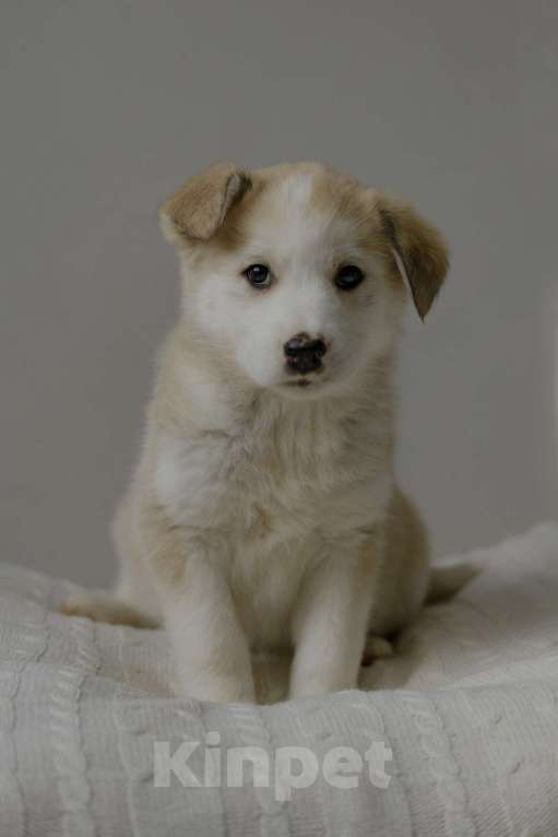 Собаки в Видном: Ягодка ищет дом Девочка, Бесплатно - фото 2