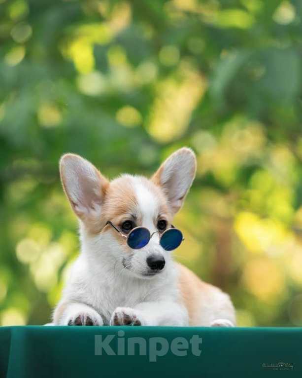 Собаки в Ростове-на-Дону: Девочки подрощенные вельш корги пемброк Девочка, 50 000 руб. - фото 1