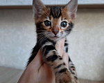 Кошки в Москве: Клубные бенгальские котята Девочка, 60 000 руб. - фото 1