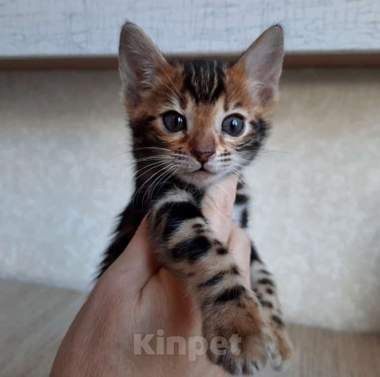 Кошки в Москве: Клубные бенгальские котята Девочка, 60 000 руб. - фото 1
