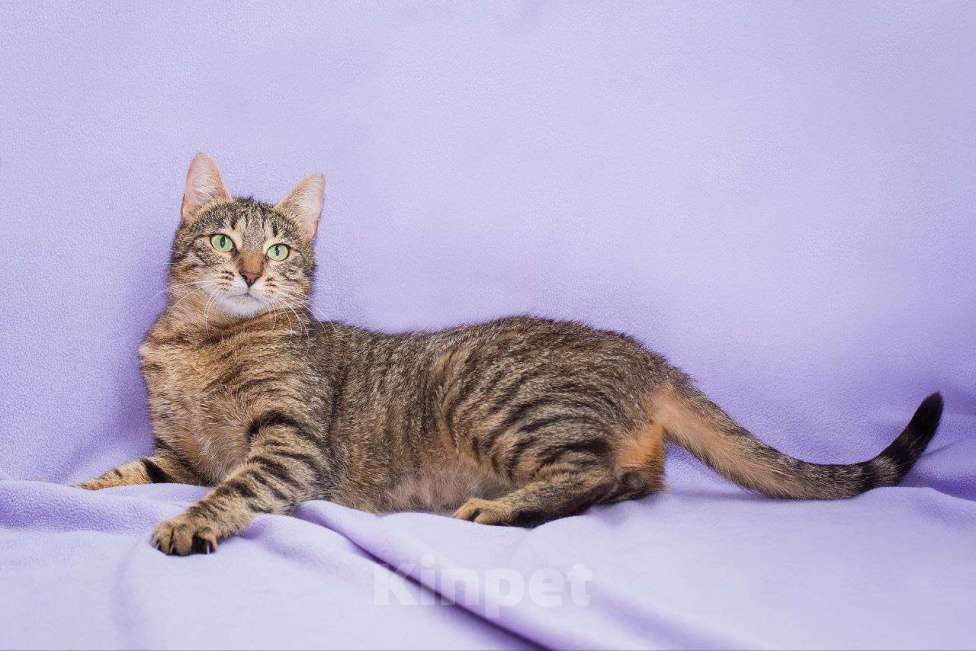 Кошки в Москве: Бусинка Девочка, Бесплатно - фото 3