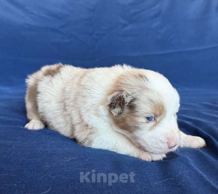 Собаки в других городах Новосибирской области: Щенки австралийской овчарки Мальчик, Бесплатно - фото 2