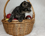 Кошки в Санкт-Петербурге: Кузя котенок Мальчик, Бесплатно - фото 6
