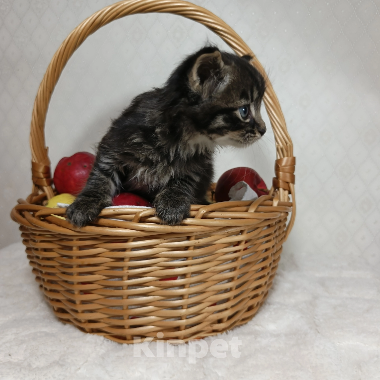 Кошки в Санкт-Петербурге: Кузя котенок Мальчик, Бесплатно - фото 6