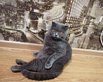 Кошки в Артеме: Вязка кота, 2 500 руб. - фото 2