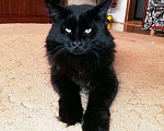 Кошки в Малмыже: Котята Мейн кун, 9 000 руб. - фото 7