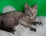 Кошки в Туле: Котенок-девочка в дар Девочка, Бесплатно - фото 2