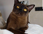 Кошки в Арзамасе: Бурма, 10 руб. - фото 2