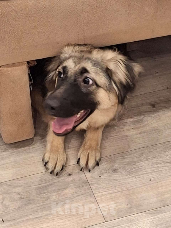 Собаки в Архангельске: Отдадим привитую и с паспортом дворняжку Девочка, Бесплатно - фото 5