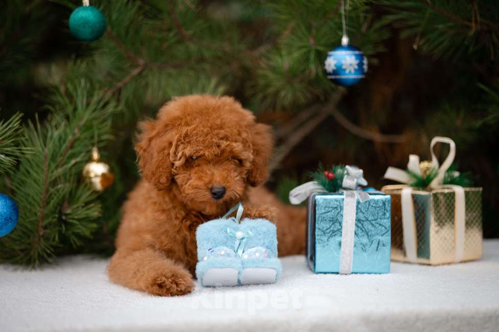 Собаки в других городах Краснодарского края: Щенок той пуделя Мальчик, 80 000 руб. - фото 3