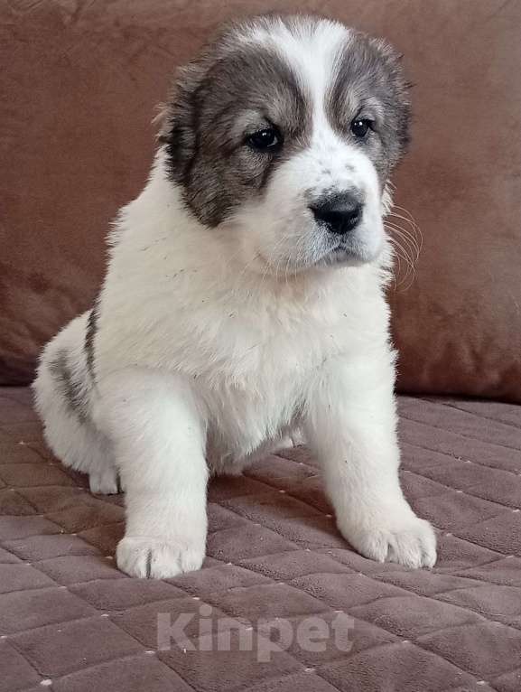 Собаки в Печоре: Девочка САО Девочка, 30 000 руб. - фото 1