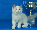 Кошки в Москве: Рэгдолл котенок блю биколор Мальчик, 70 000 руб. - фото 5
