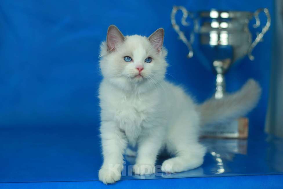 Кошки в Москве: Рэгдолл котенок блю биколор Мальчик, 70 000 руб. - фото 5
