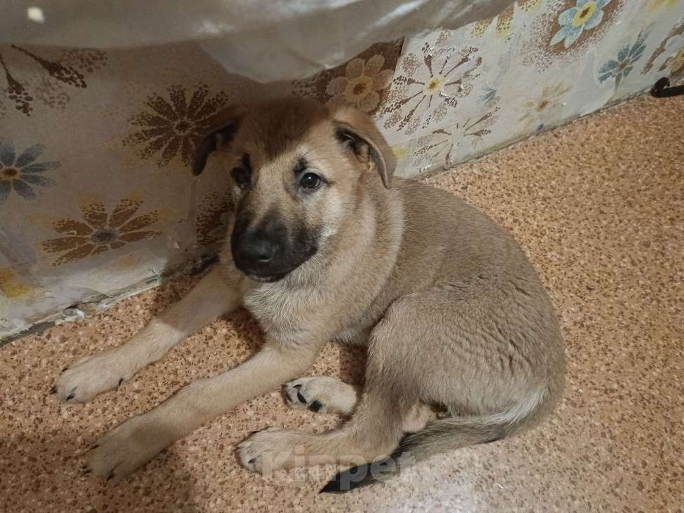 Собаки в Красноярске: пёсик в добрые руки Мальчик, 1 руб. - фото 2