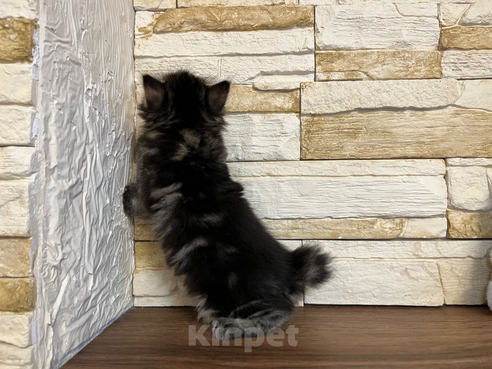 Кошки в Волгограде: Котик курильский бобтейл Мальчик, 40 000 руб. - фото 2