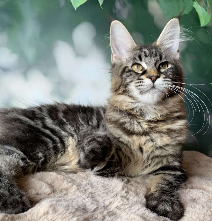 Кошки в Санкт-Петербурге: Кошечка мейн кун с полным пакетом документов. Девочка, 20 000 руб. - фото 4