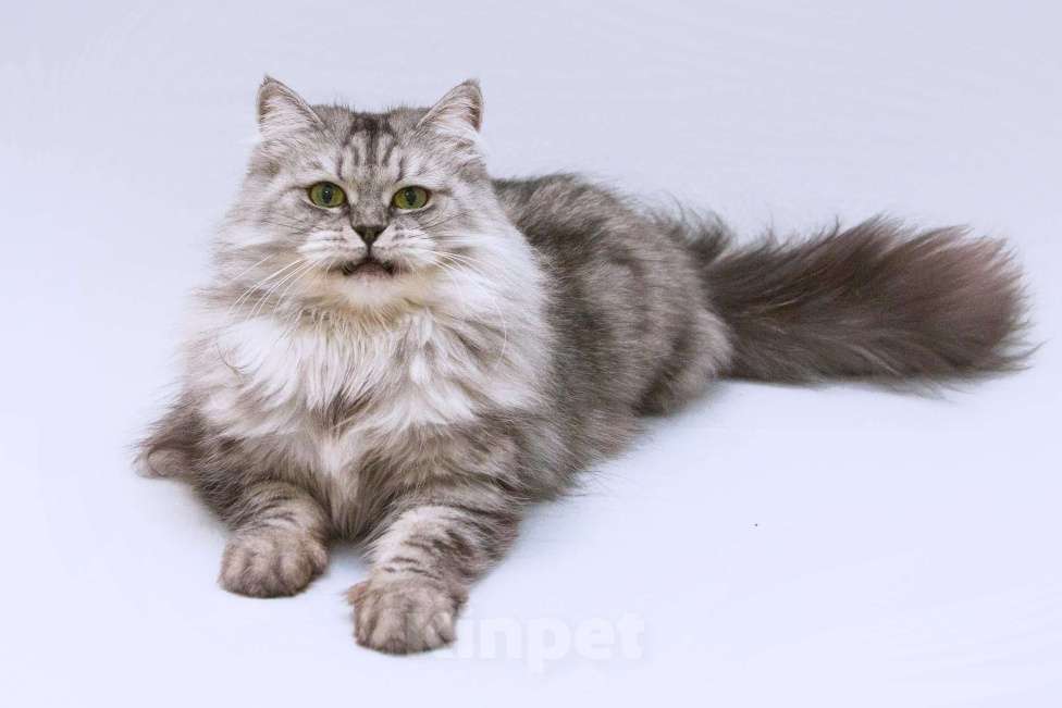 Кошки в Москве: Яркая красавица кошка Мисо в добрые руки Девочка, 1 руб. - фото 1