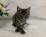 Кошки в Санкт-Петербурге: Котенок Вафля Девочка, Бесплатно - фото 3