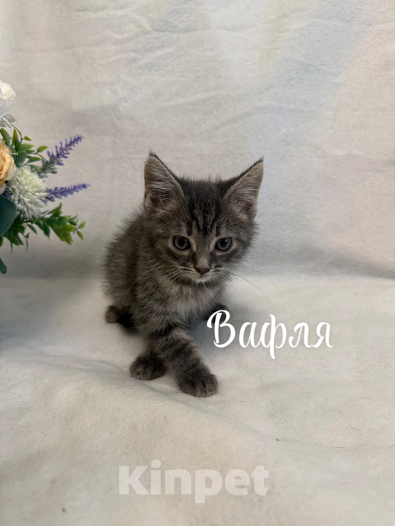 Кошки в Санкт-Петербурге: Котенок Вафля Девочка, Бесплатно - фото 3