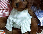 Собаки в Москве: Девочка тедди пудель Девочка, 180 000 руб. - фото 1