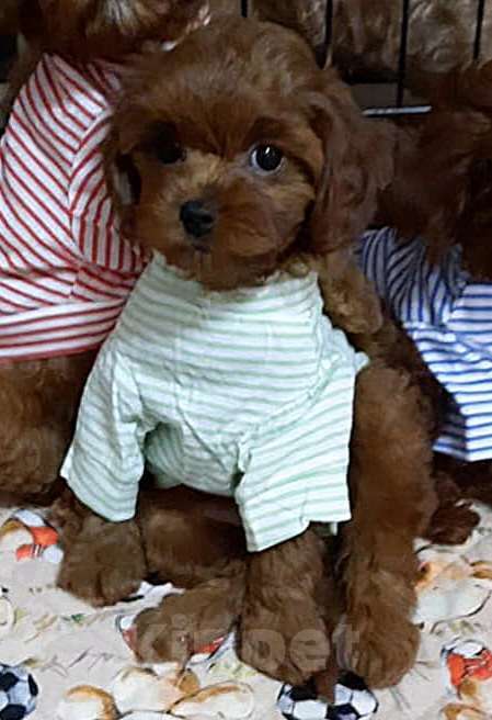 Собаки в Москве: Девочка тедди пудель Девочка, 180 000 руб. - фото 1