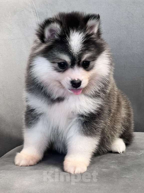 Собаки в Санкт-Петербурге: Девочка Помски Девочка, 100 000 руб. - фото 7