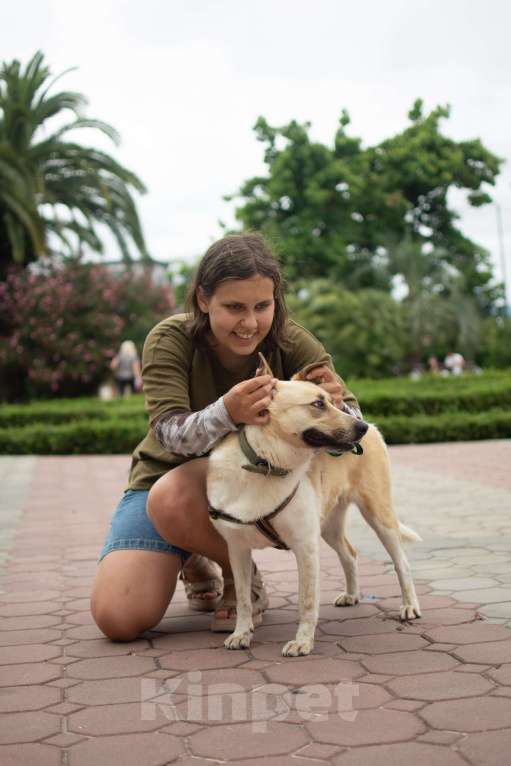Собаки в других городах Краснодарского края: Австралийская пастушья собака по версии Яндекс в дар  Девочка, Бесплатно - фото 8