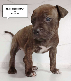 Америкакнский питбультерьер . Мальчик.