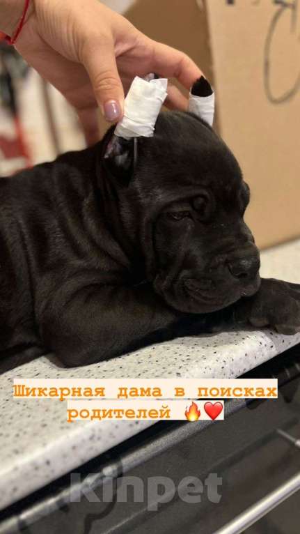 Собаки в Волгодонске: Щенок канекорсо Мальчик, 52 000 руб. - фото 1