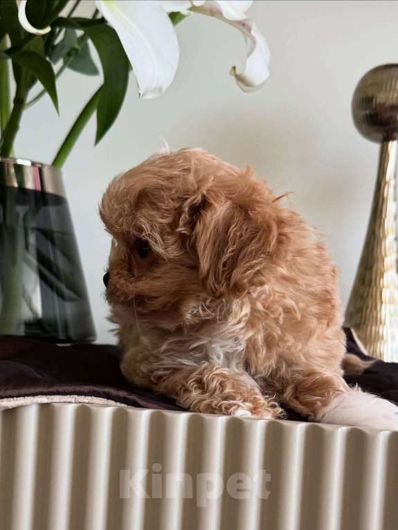 Собаки в Казани: Мальтипу, щенок Девочка, 180 000 руб. - фото 4