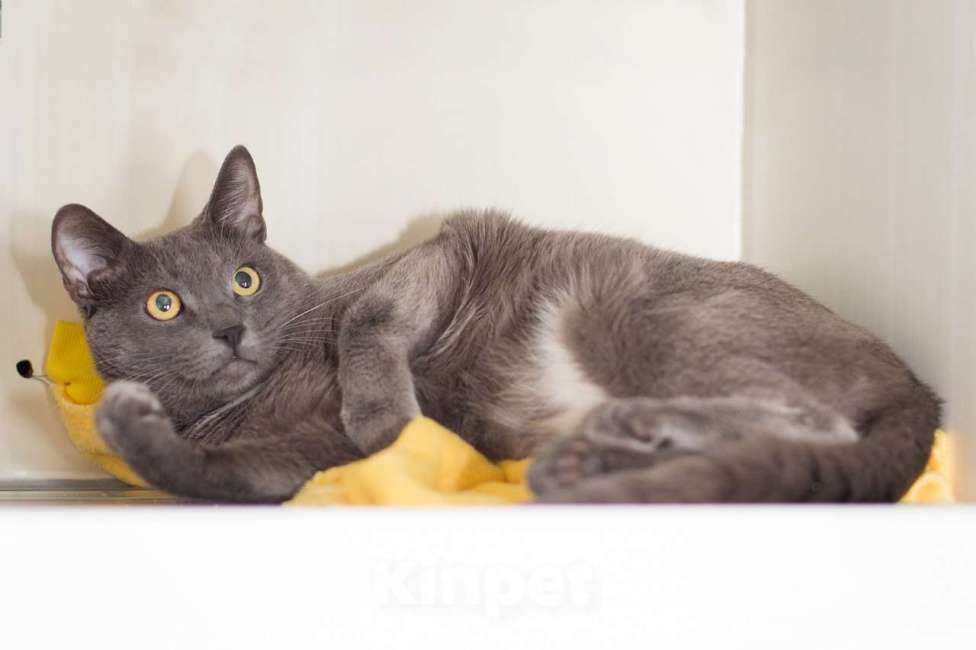 Кошки в Москве: Кот Фарсон ищет дом Девочка, Бесплатно - фото 1