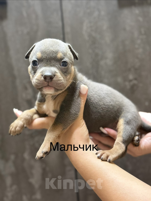 Собаки в Краснодаре: Американский булли Мальчик, Бесплатно - фото 1