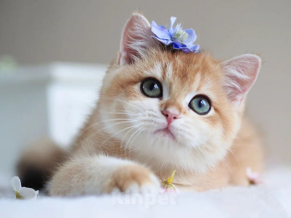 Кошки в Москве: Британская девочка Девочка, 40 000 руб. - фото 2