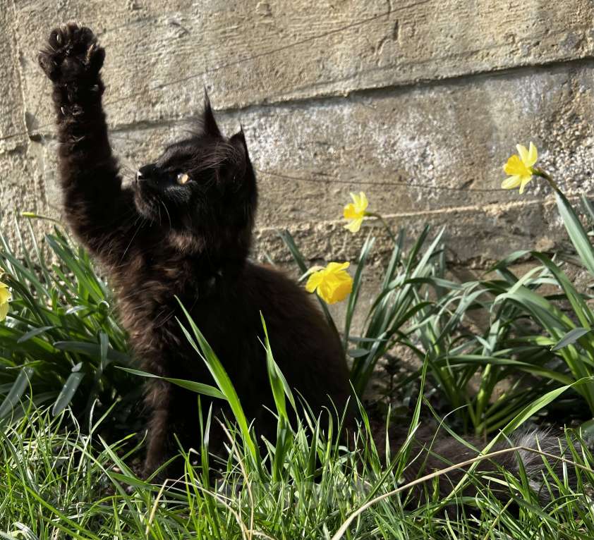 Кошки в Пятигорске: Питомник Affectionate miracle Мальчик, Бесплатно - фото 4