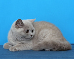 Кошки в Ульяновске: Британские котята девочки Девочка, Бесплатно - фото 2