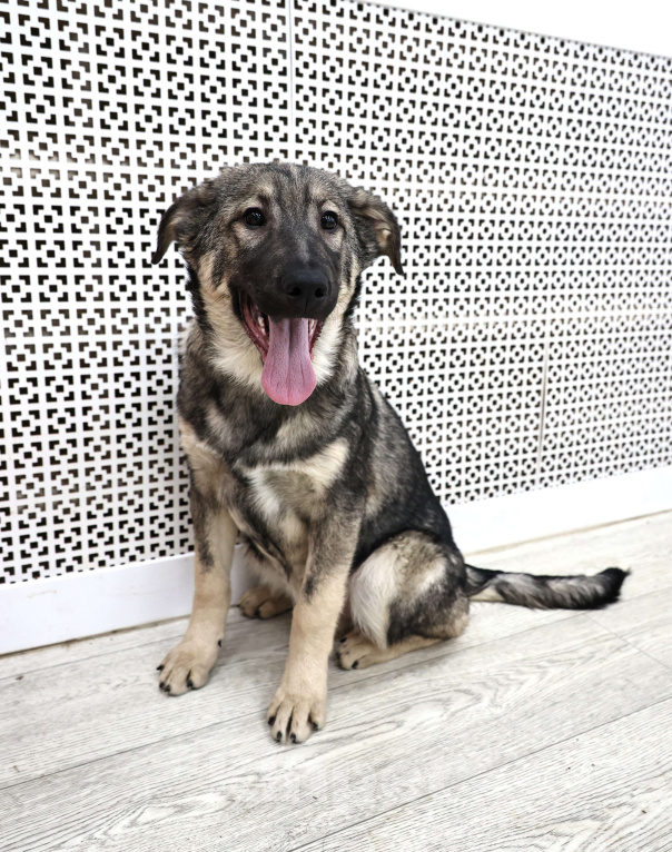 Собаки в Москве: Щенки бесплатно в Москве Мальчик, Бесплатно - фото 6