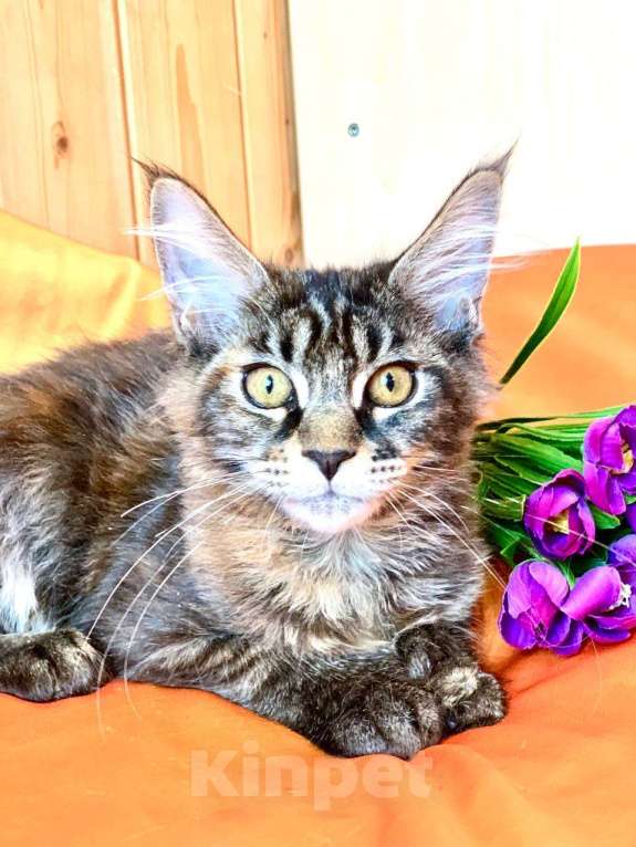 Кошки в Челябинске: 🔥🔥🔥 КОТЕНОК МЕЙН-КУН ПОЛИДАКТ ДЕВОЧКА Девочка, Бесплатно - фото 5