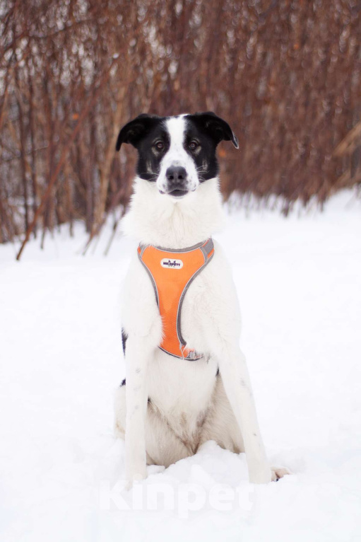 Собаки в Москве: Нежная Боня готова покорить Ваше сердце Девочка, Бесплатно - фото 4