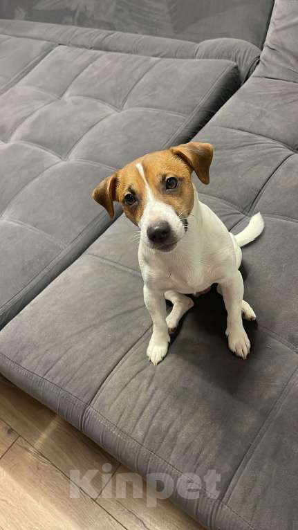 Собаки в Москве: Ищем сучку для вязки (джек - рассел Терьер) Мальчик, Бесплатно - фото 4