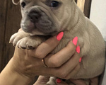 Собаки в других городах Алтайского края: Щенки французского бульдога  Мальчик, 40 000 руб. - фото 6
