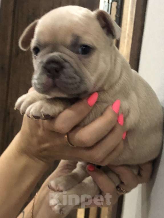 Собаки в других городах Алтайского края: Щенки французского бульдога  Мальчик, 40 000 руб. - фото 6