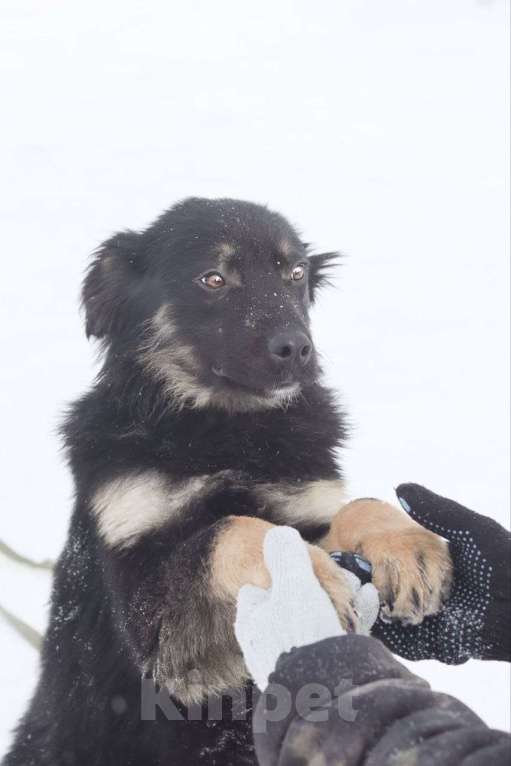Собаки в Новосибирске: Щенок в добрые руки Девочка, 100 руб. - фото 2
